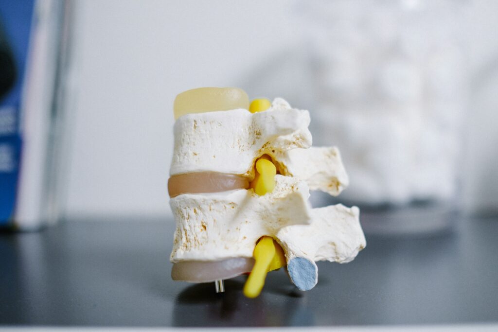 image of vertebra 